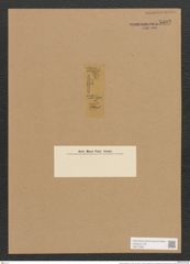 Diatoma anceps (Ehr.) Kirchm. (de-Toni-Nr.: Genus 58, Species 2541) Zeichnungen Sammlung Grunow Nr. 5092 (NHMW-BOT-W0373368)